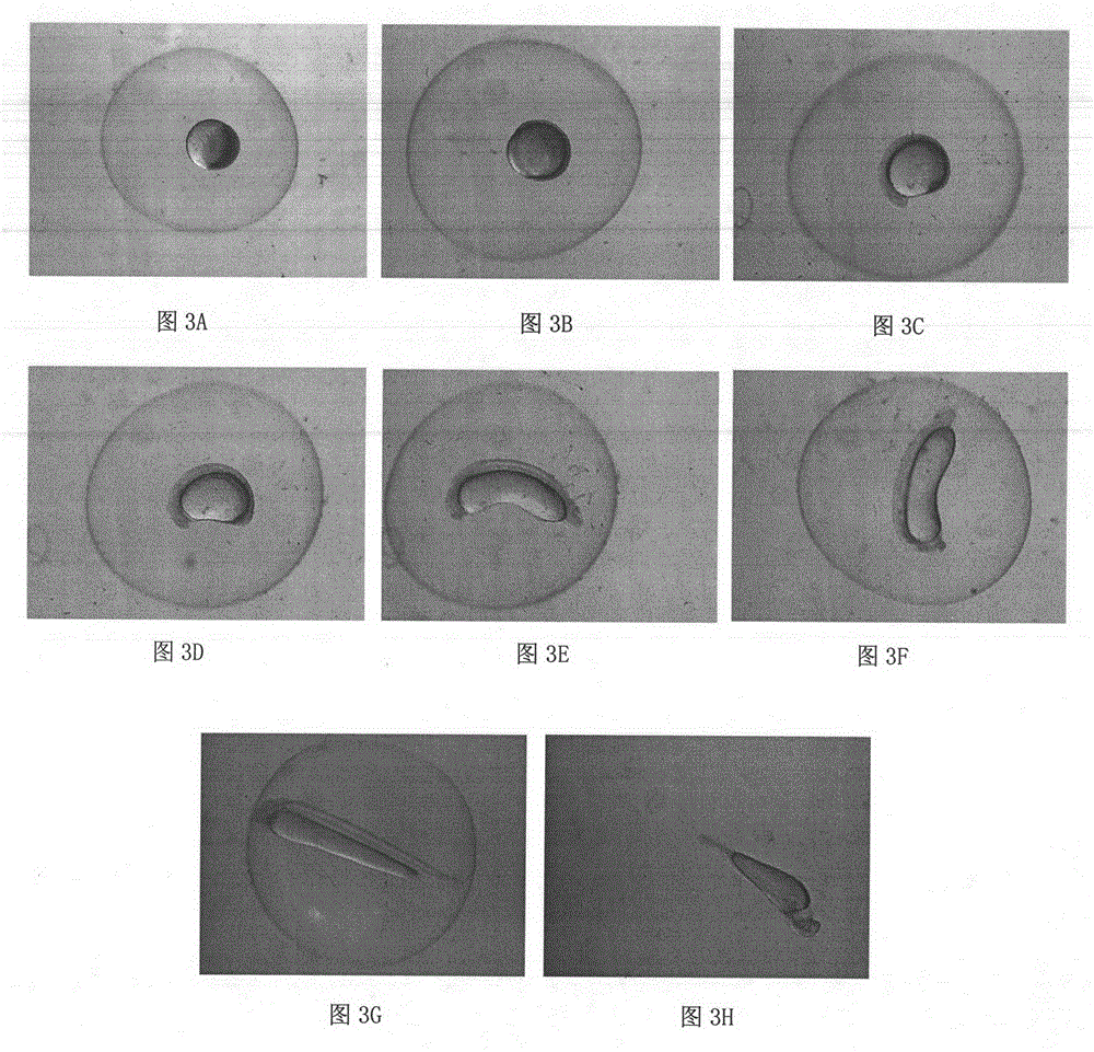 Method and device applicable to observing fish embryo development under stereo microscope