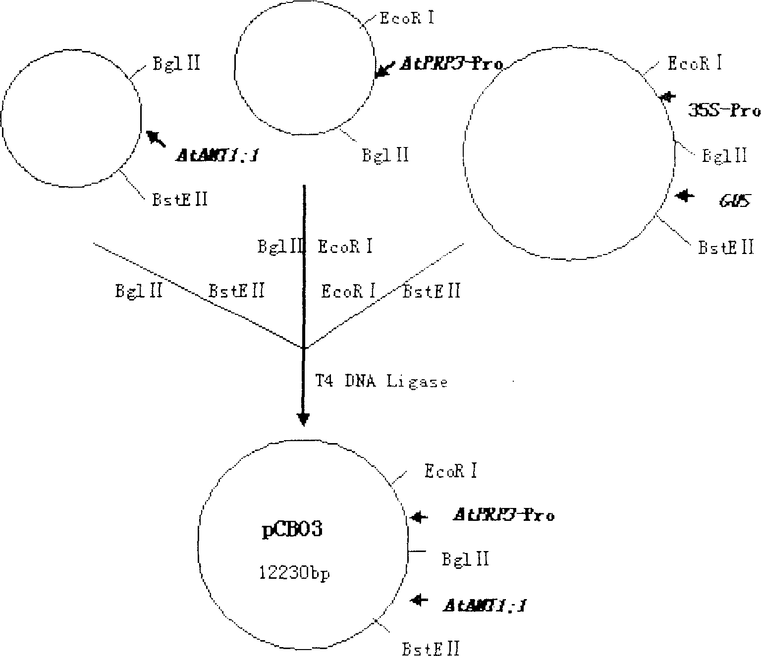 High affinity ammonium transport factor fuse gene and its use in transgenic plant