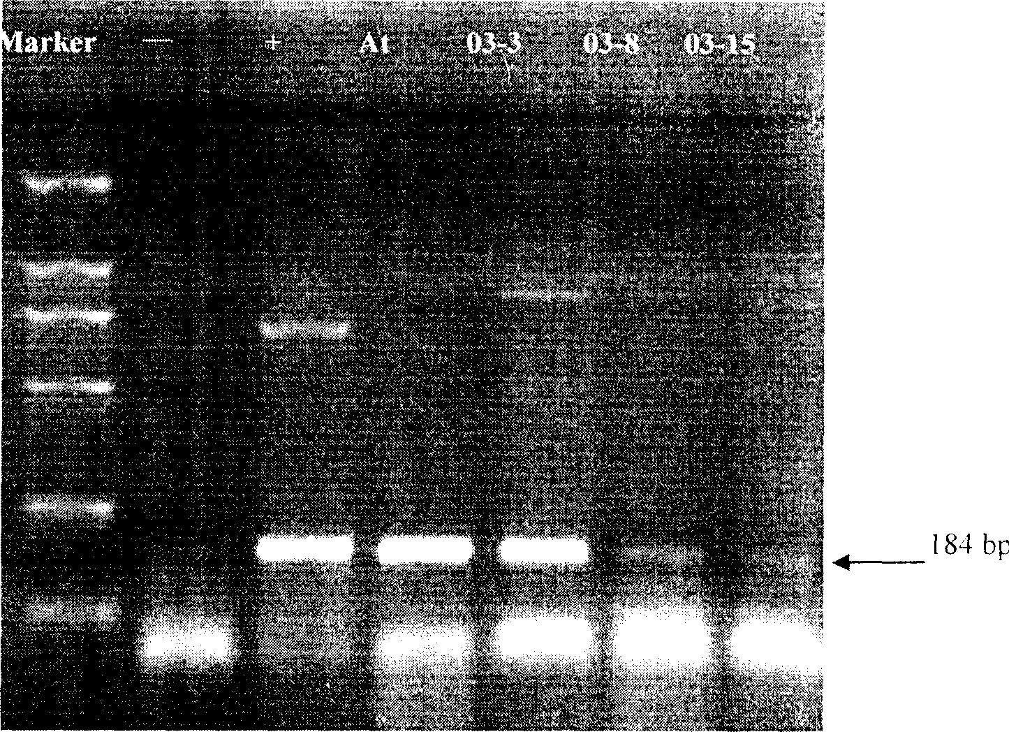 High affinity ammonium transport factor fuse gene and its use in transgenic plant