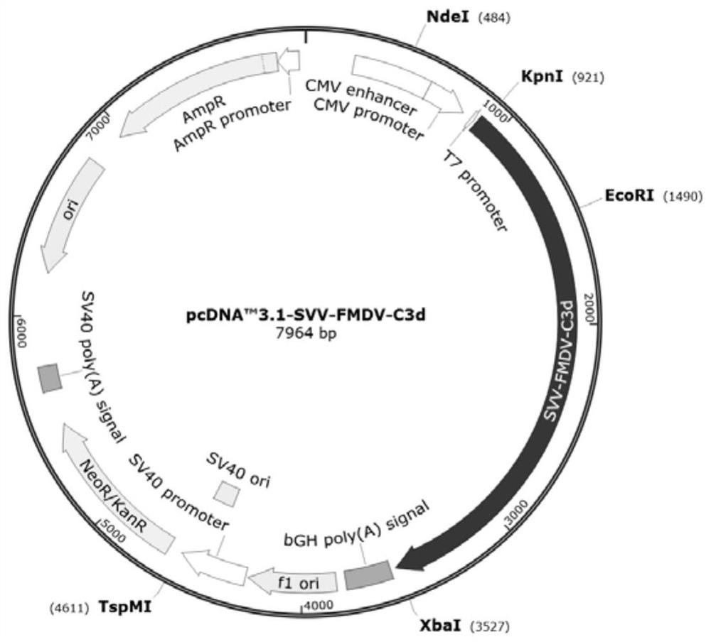 Fusion protein of svv and fmdv and its coding gene, expression vector, cell line, engineering bacteria, vaccine and application