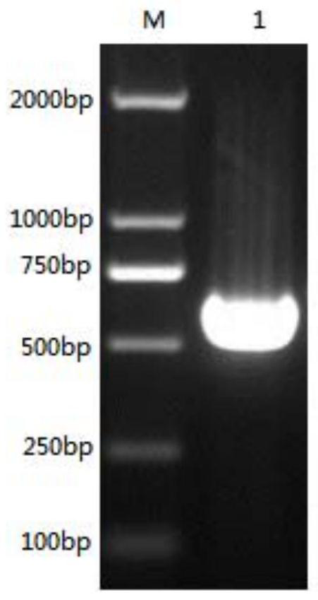 Fusion protein of svv and fmdv and its coding gene, expression vector, cell line, engineering bacteria, vaccine and application