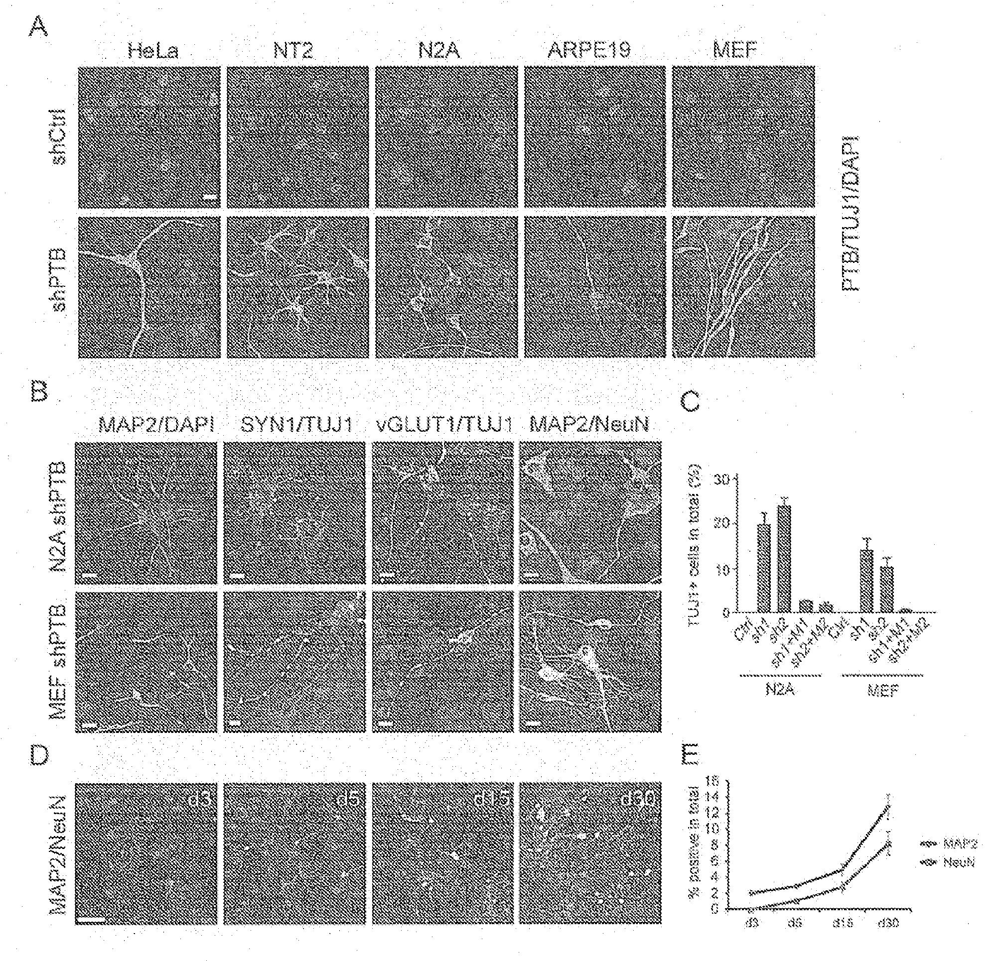 Methods for engineering non-neuronal cells into neurons and using newly engineered neurons to treat neurodegenerative diseases