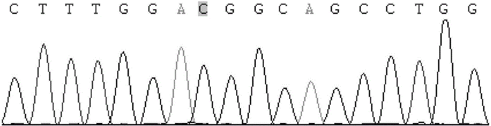 Method for rapid detection of single nucleotide polymorphism of sheep NELF gene by using PCR-SSCP and application thereof