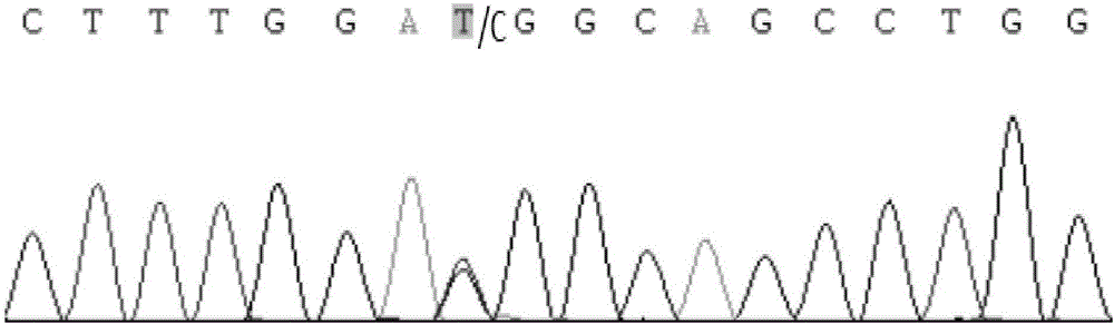 Method for rapid detection of single nucleotide polymorphism of sheep NELF gene by using PCR-SSCP and application thereof