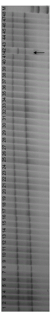 DNA fingerprint detection method of cotton variety 'Zhongmiansuo No.49'