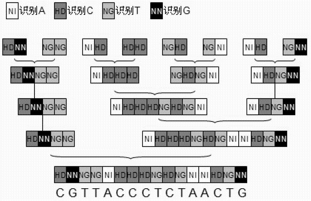 Polypeptide pair for specifically recognizing muscle myostatin gene as well as encoding gene and application of gene