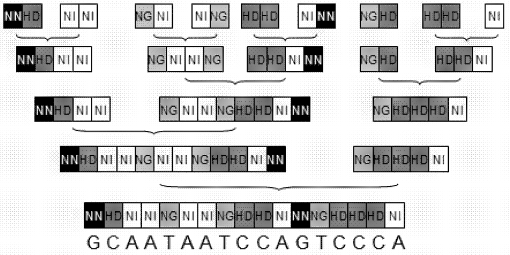 Polypeptide pair for specifically recognizing muscle myostatin gene as well as encoding gene and application of gene