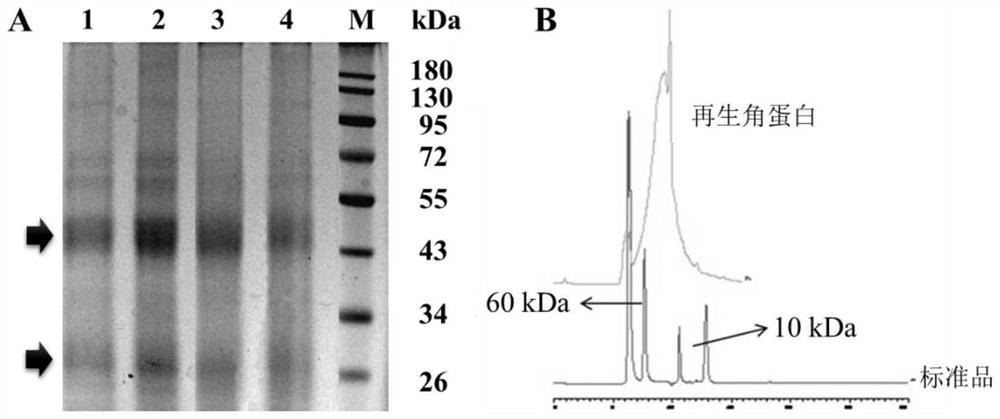 Preparation method of active macromolecular keratin and application thereof as biological dressing