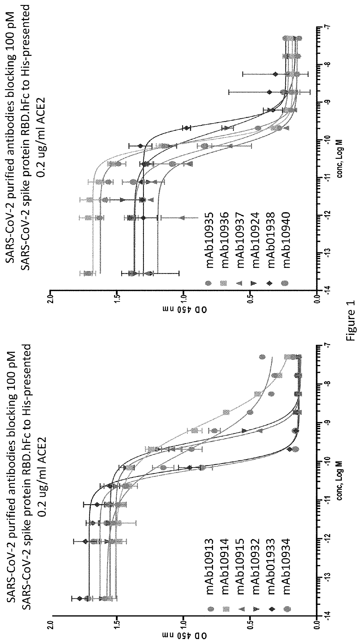 Anti-SARS-CoV-2-spike glycoprotein antibodies and antigen-binding fragments