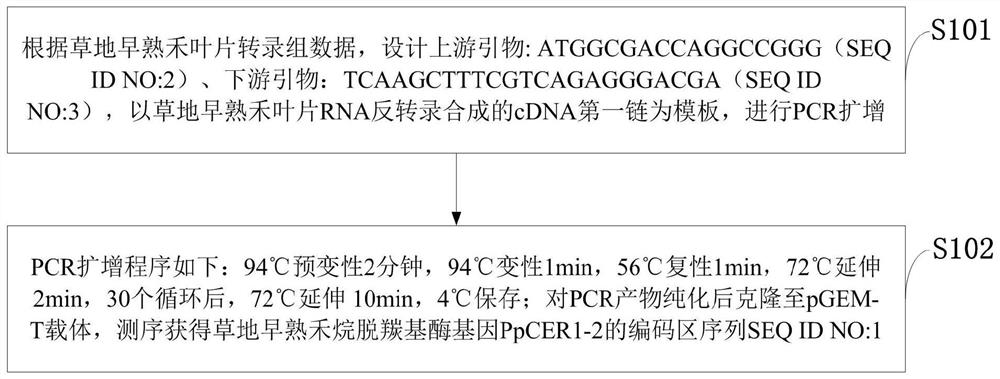 ppcer1-2 gene, carrier and its application in improving the drought resistance of gramineous plants