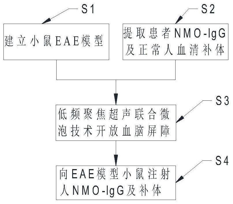 A kind of nmosd animal model construction method