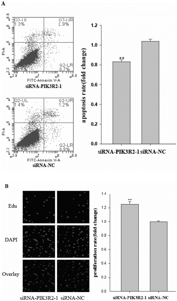 Application of PIK3R2 in pig ovarian granular cells