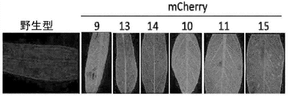Compositions and methods for enhancing plant photosynthetic activity
