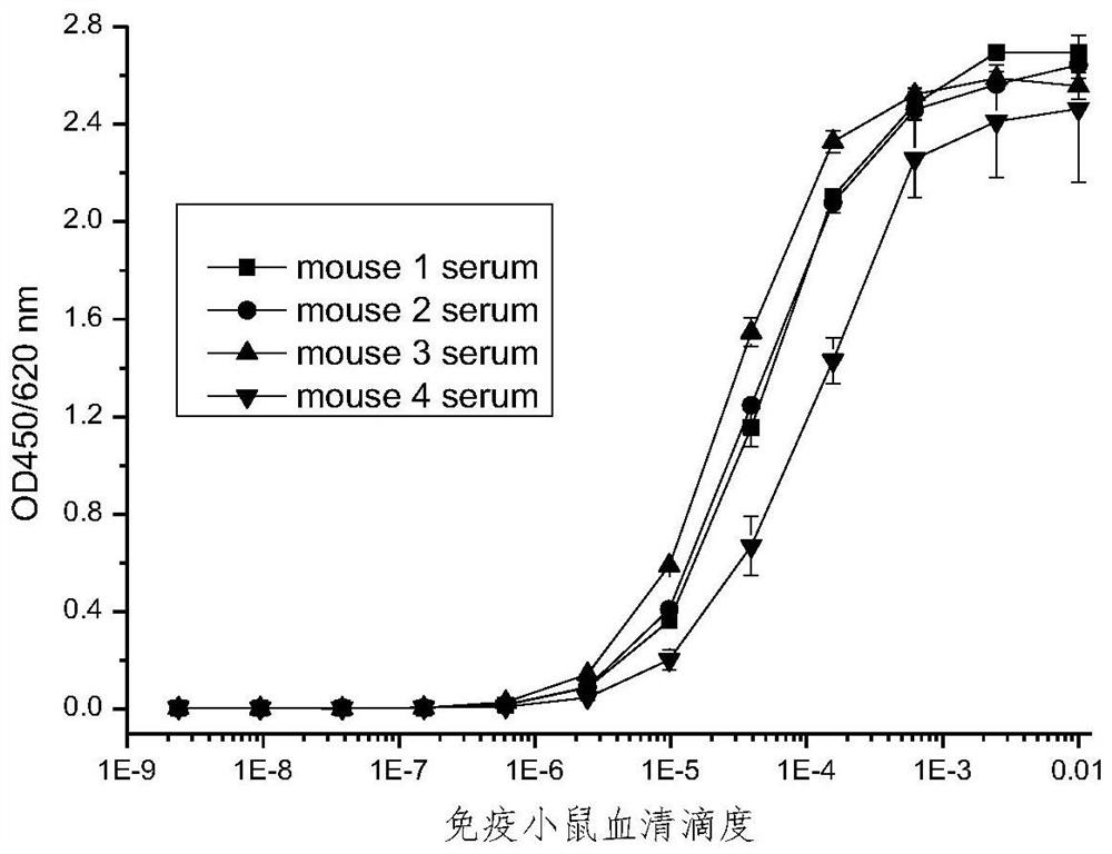 SARS-CoV-2 virus neutralizing antibodies and uses thereof