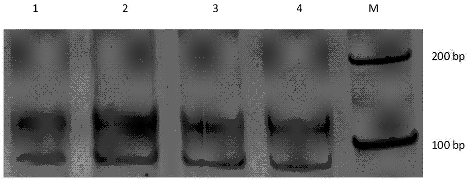 A screening method and application of a nucleic acid aptamer that specifically recognizes streptomycin
