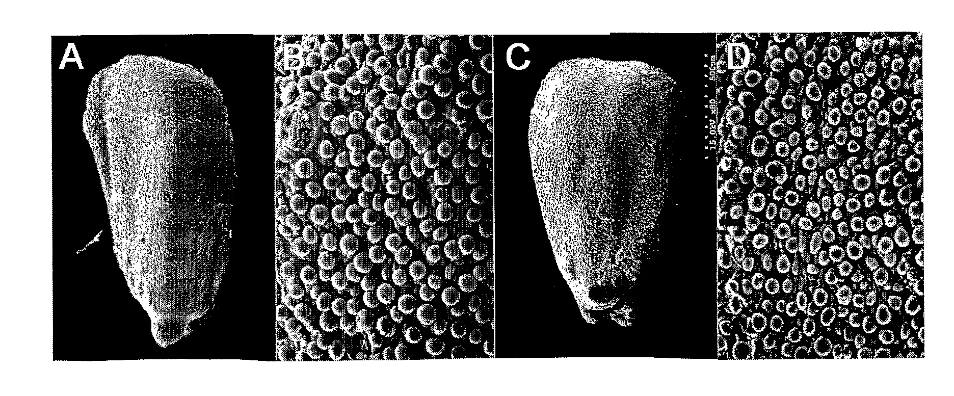 Plant Expression Vector Expressing Auxin Synthesis Related Gene and the Use Thereof in Improving Cotton Fiber Trait