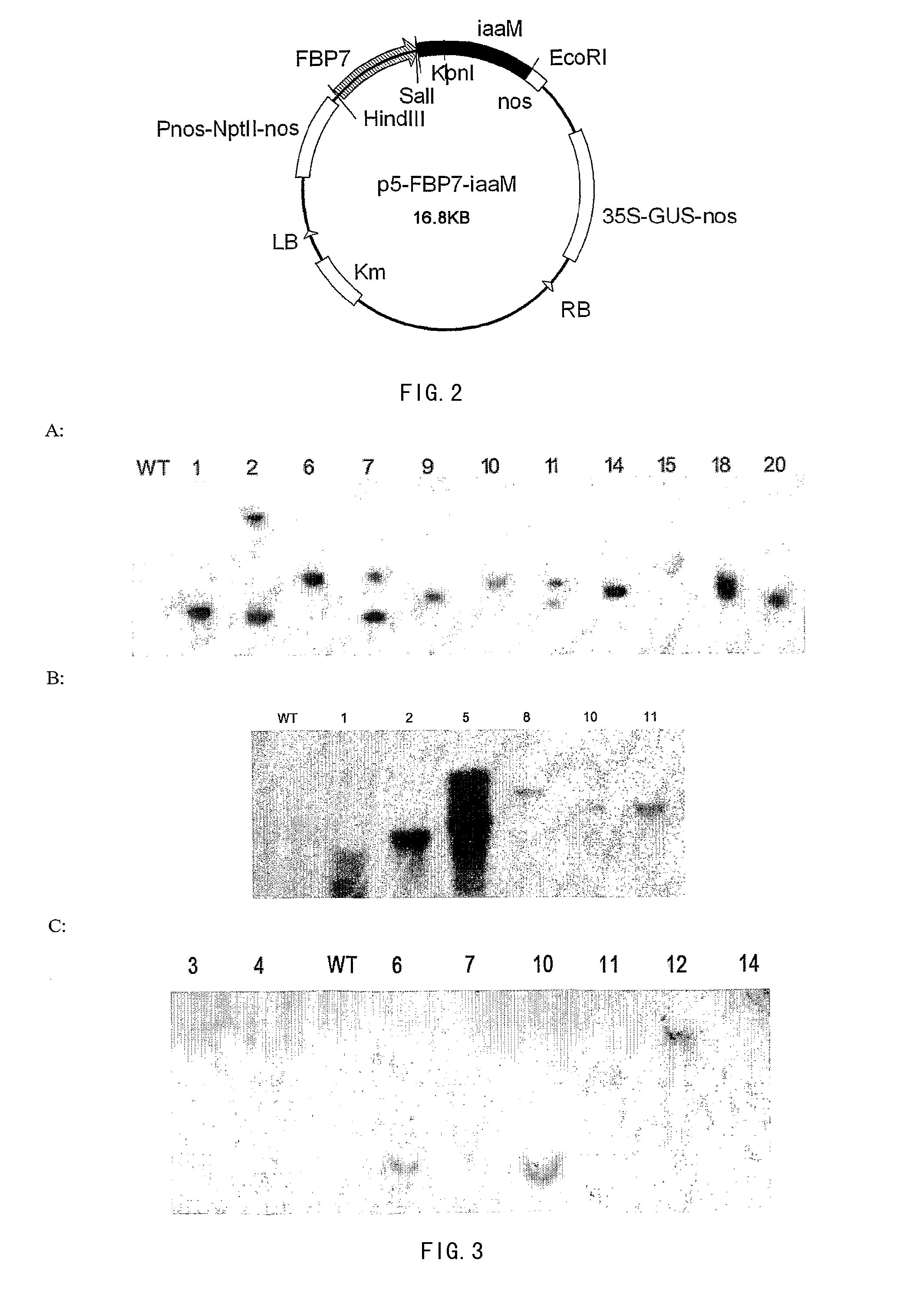 Plant Expression Vector Expressing Auxin Synthesis Related Gene and the Use Thereof in Improving Cotton Fiber Trait