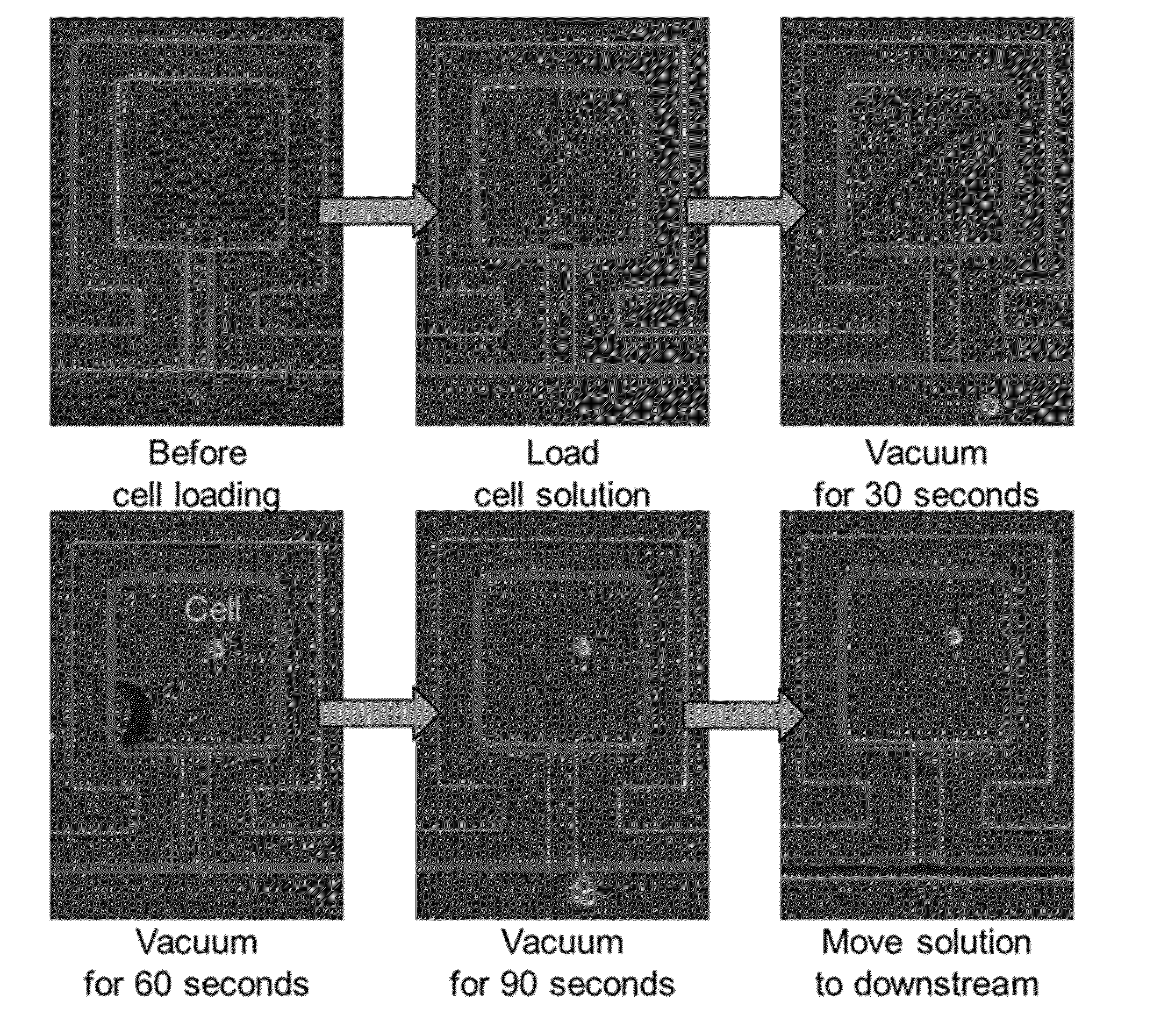 Systems and methods for single cell isolation and analysis