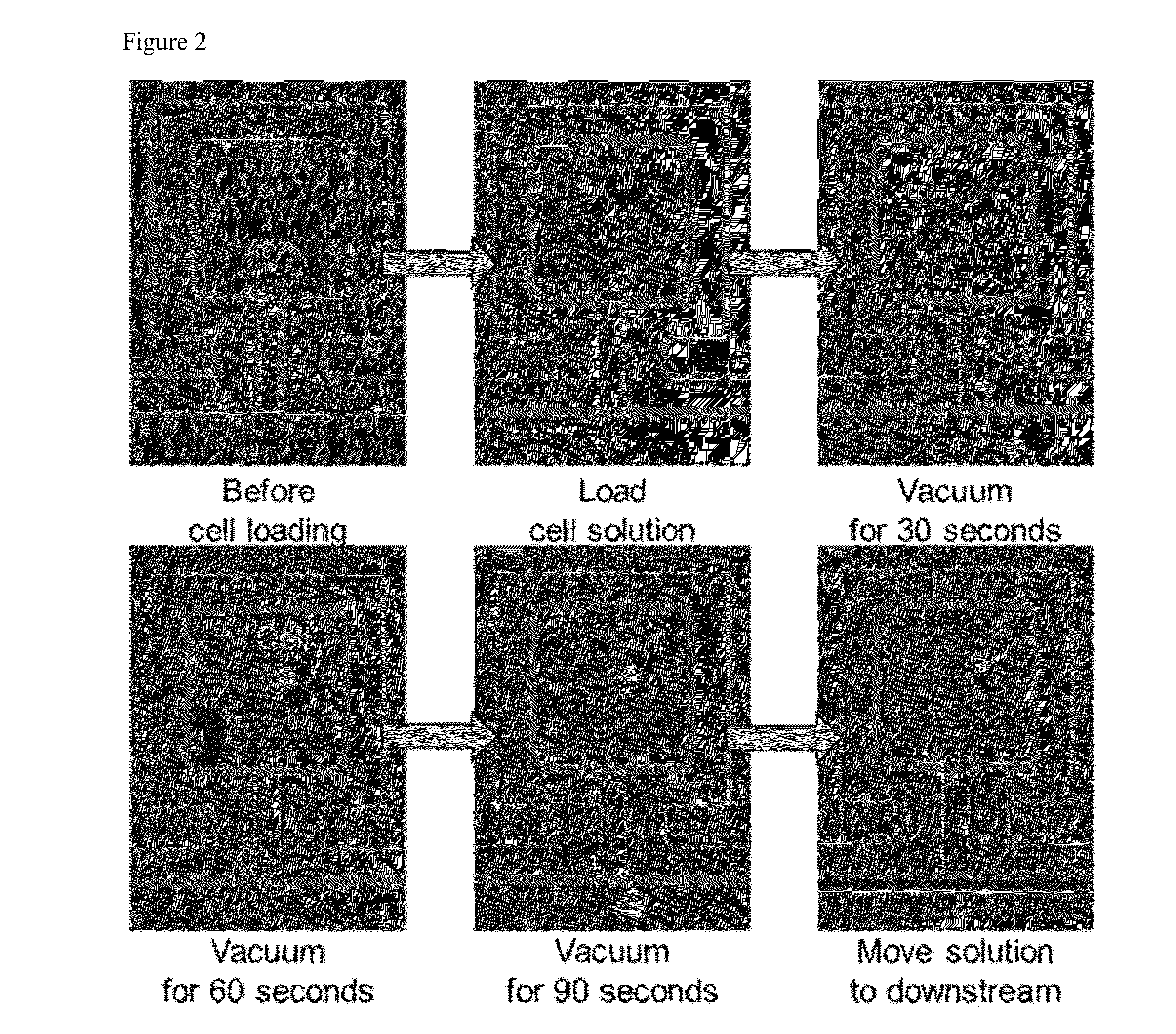 Systems and methods for single cell isolation and analysis