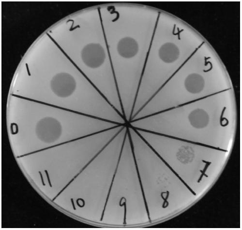 Application of Acidovorax avenae subsp.avenae phage and biocontrol agent