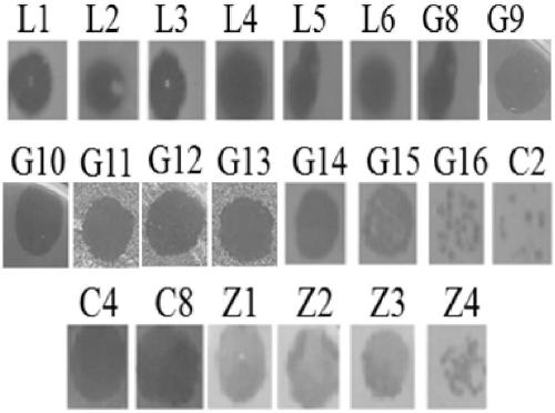 Application of Acidovorax avenae subsp.avenae phage and biocontrol agent