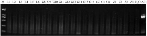 Application of Acidovorax avenae subsp.avenae phage and biocontrol agent