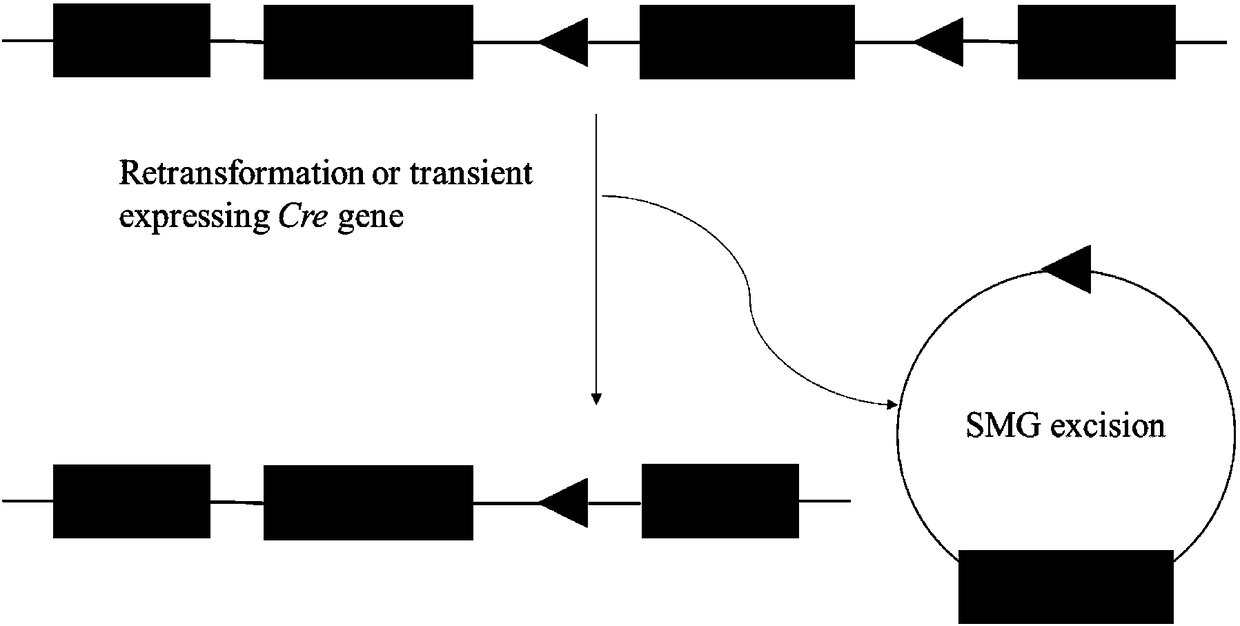 Transgenic carrier with function of automatic control and elimination of selection marker and application thereof in zea mays marker-free transgenic breeding
