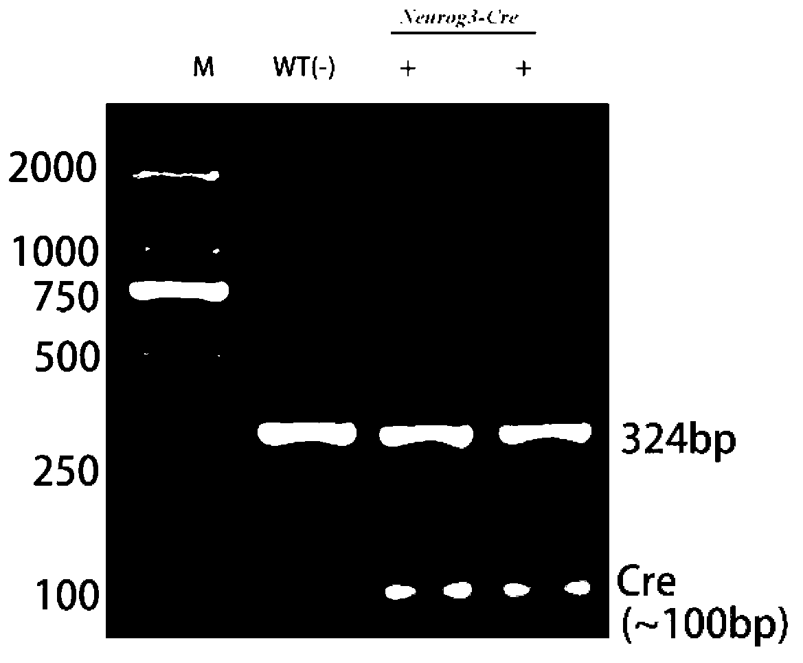 Method for constructing crossbred mice which selectively knock out Myd88 molecules in intestinal epithelial cells