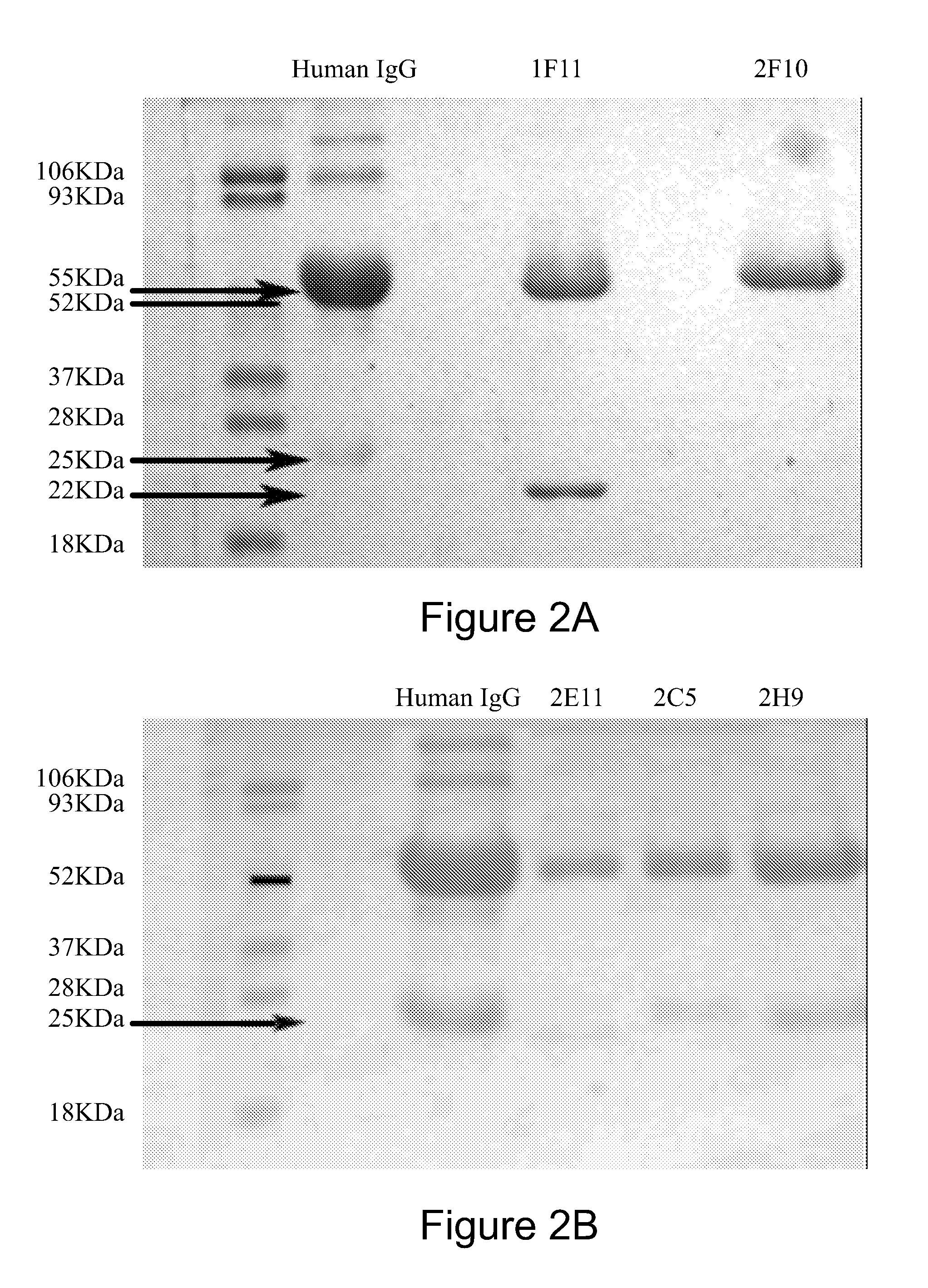 Monoclonal antibodies against osteopontin