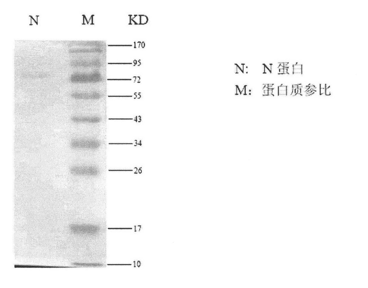 Gene-modified peste des petits ruminants N gene and modification method and chemical synthesis thereof