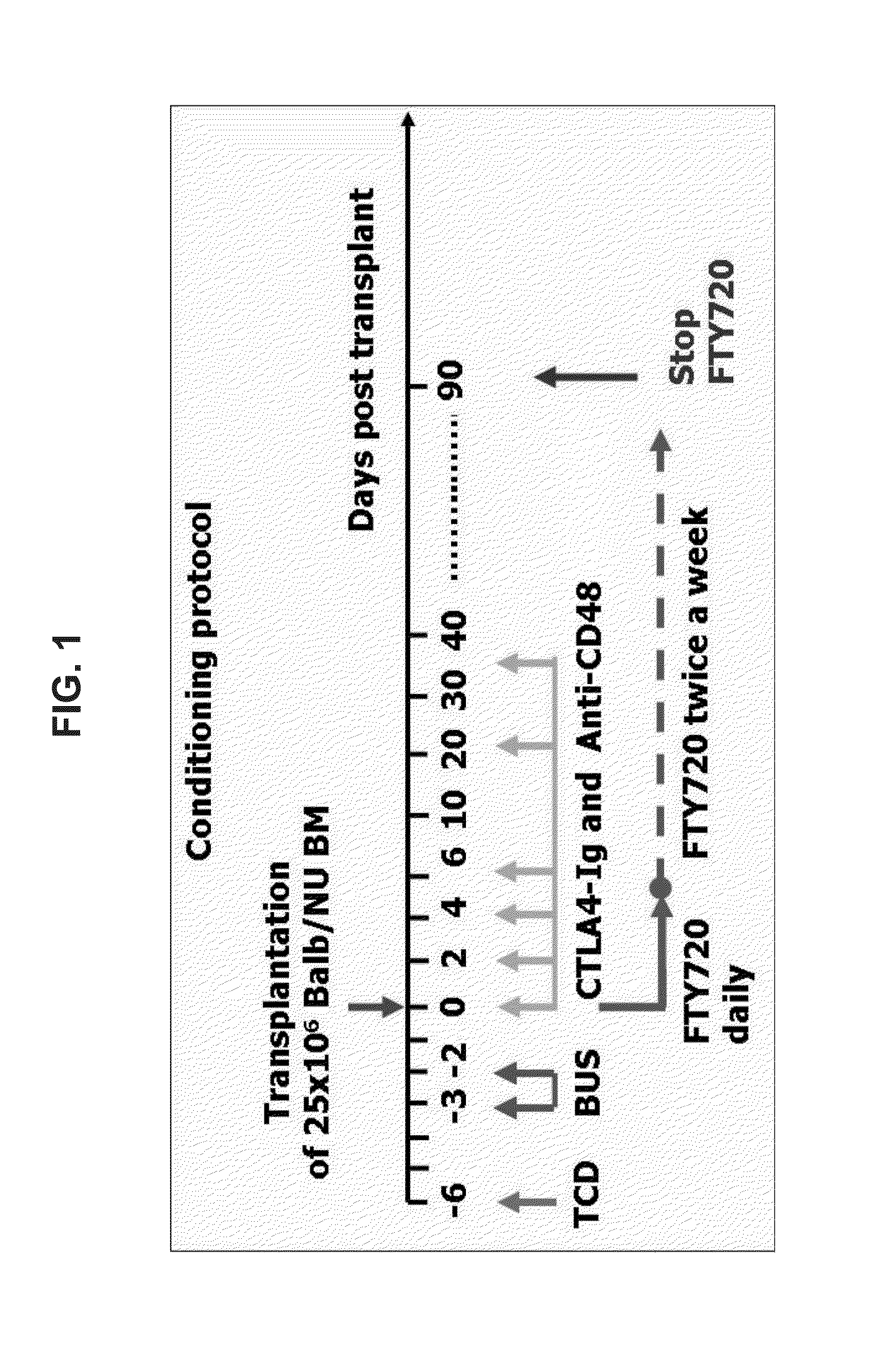 Immunosuppressive drug combination for a stable and long term engraftment