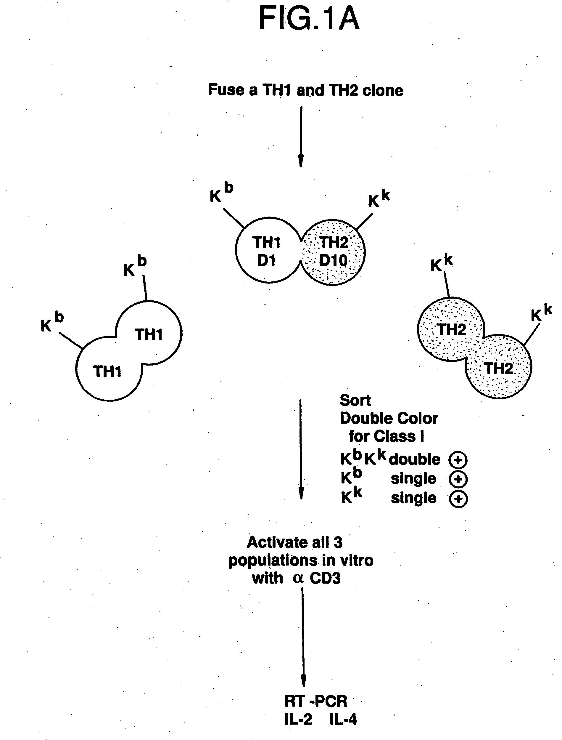 Methods and compositions for regulating T cell subsets by modulating transcription factor activity