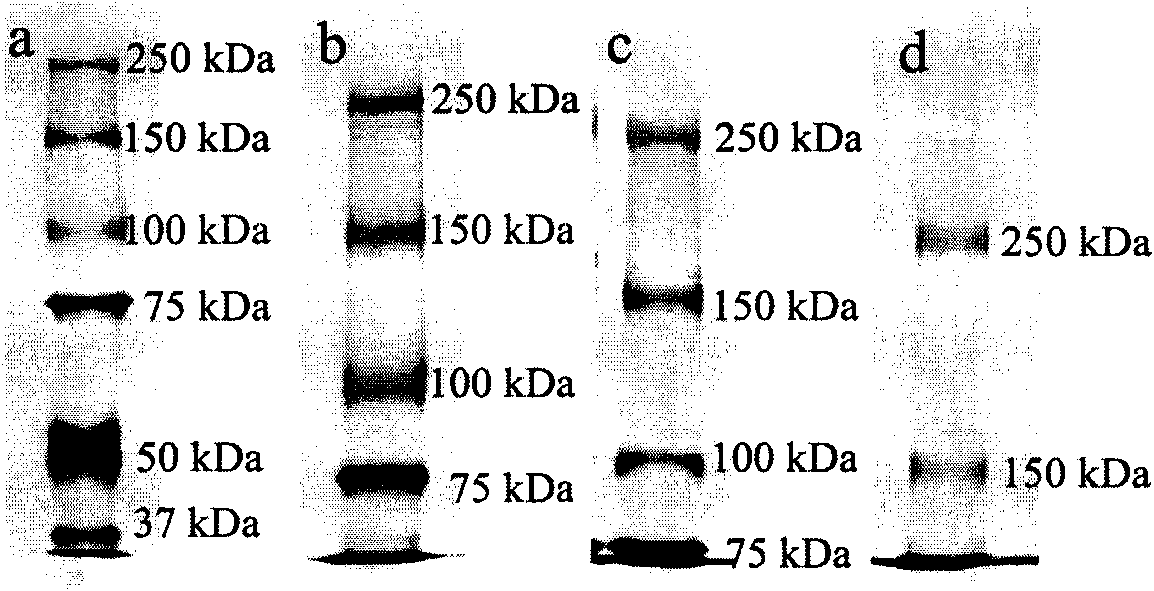 Method for separating, enriching and identifying macromolecular weight protein
