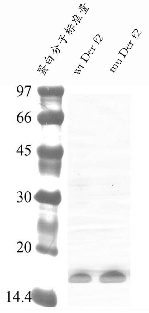 Nasal cavity excitation reagent based on recombinant dermatophagoides farinae Der f2 protein