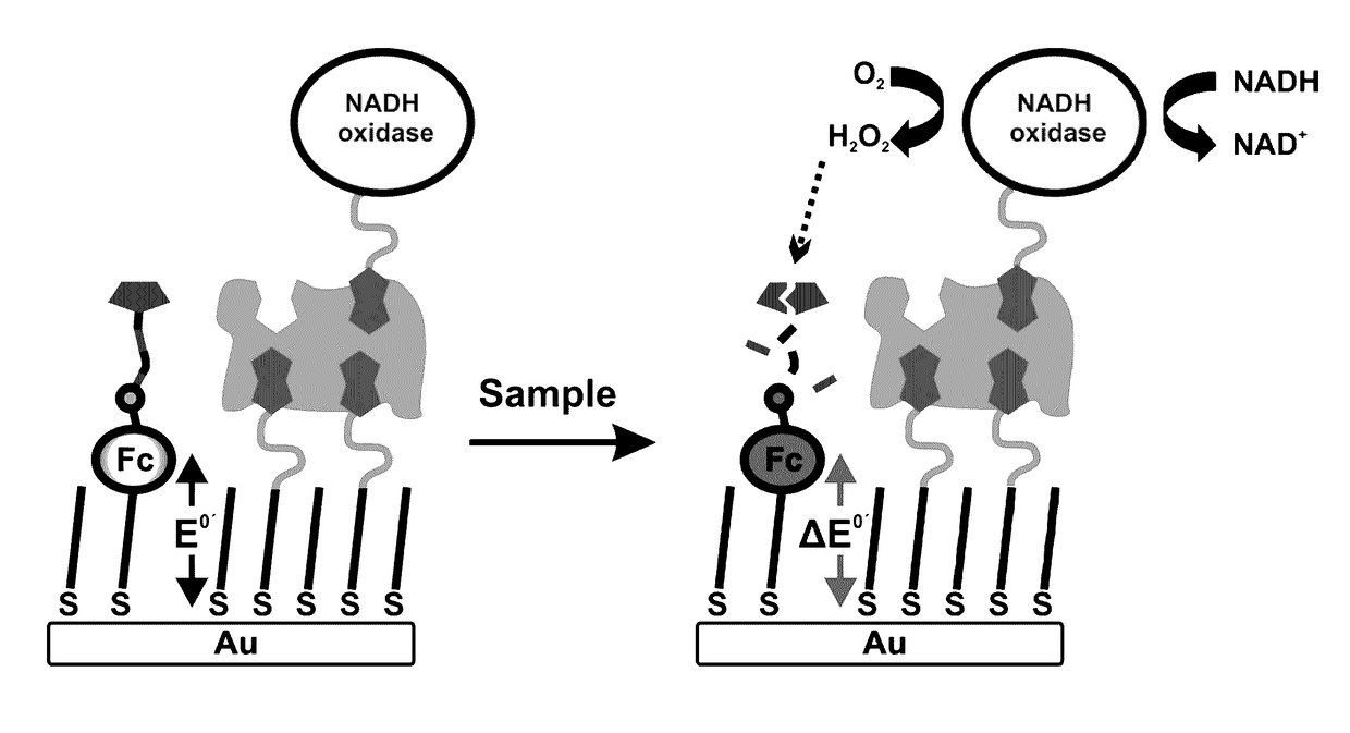 Single, direct detection of hemoglobin A1c percentage using enzyme triggered redox altering chemical elimination (e-trace) immunoassay