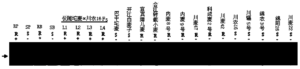 Specific marker linked with stripe rust resistance gene of Yilong Tuo wheat, and application of specific marker