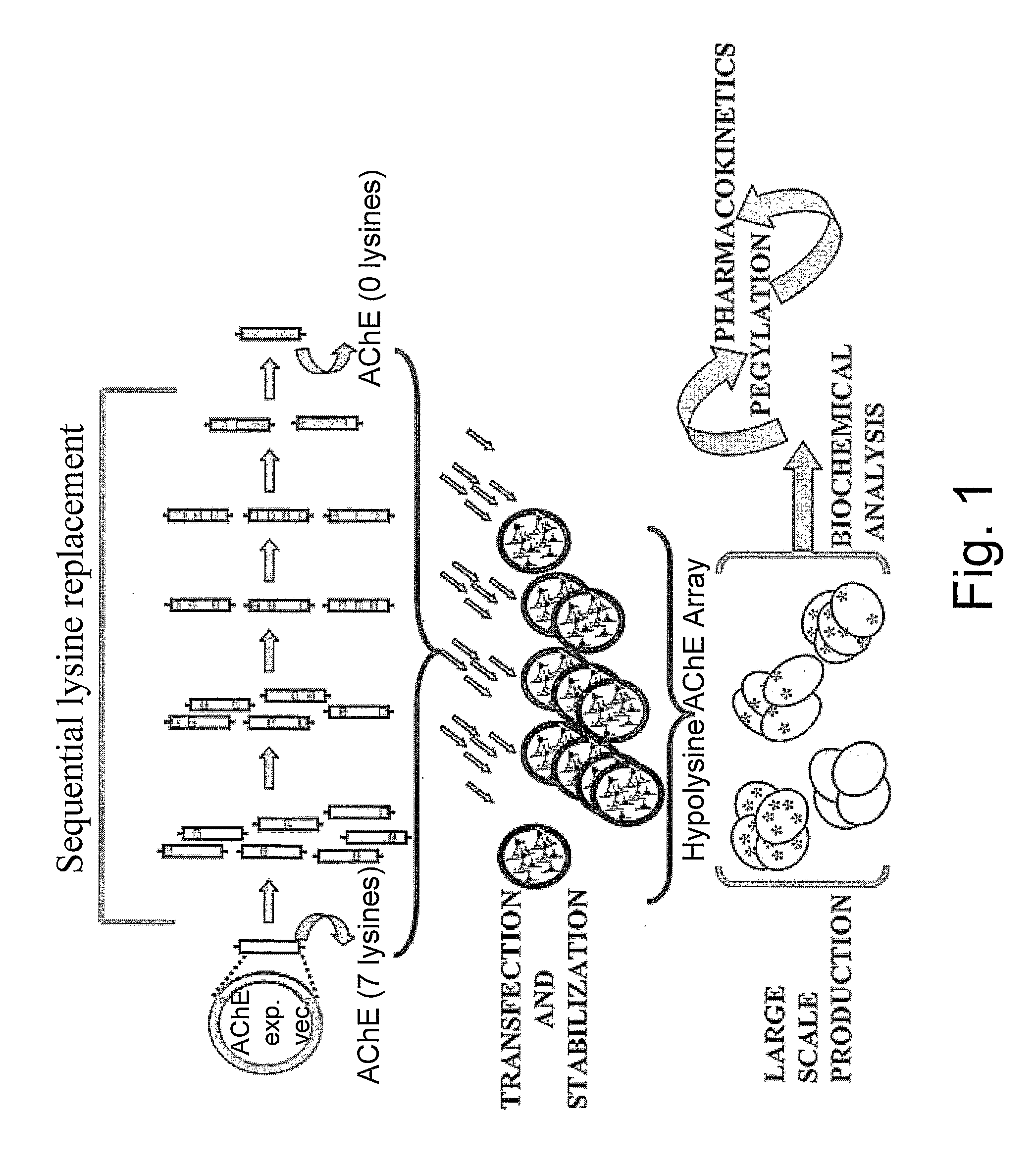 Uniformly Conjugated Serine Hydrolases