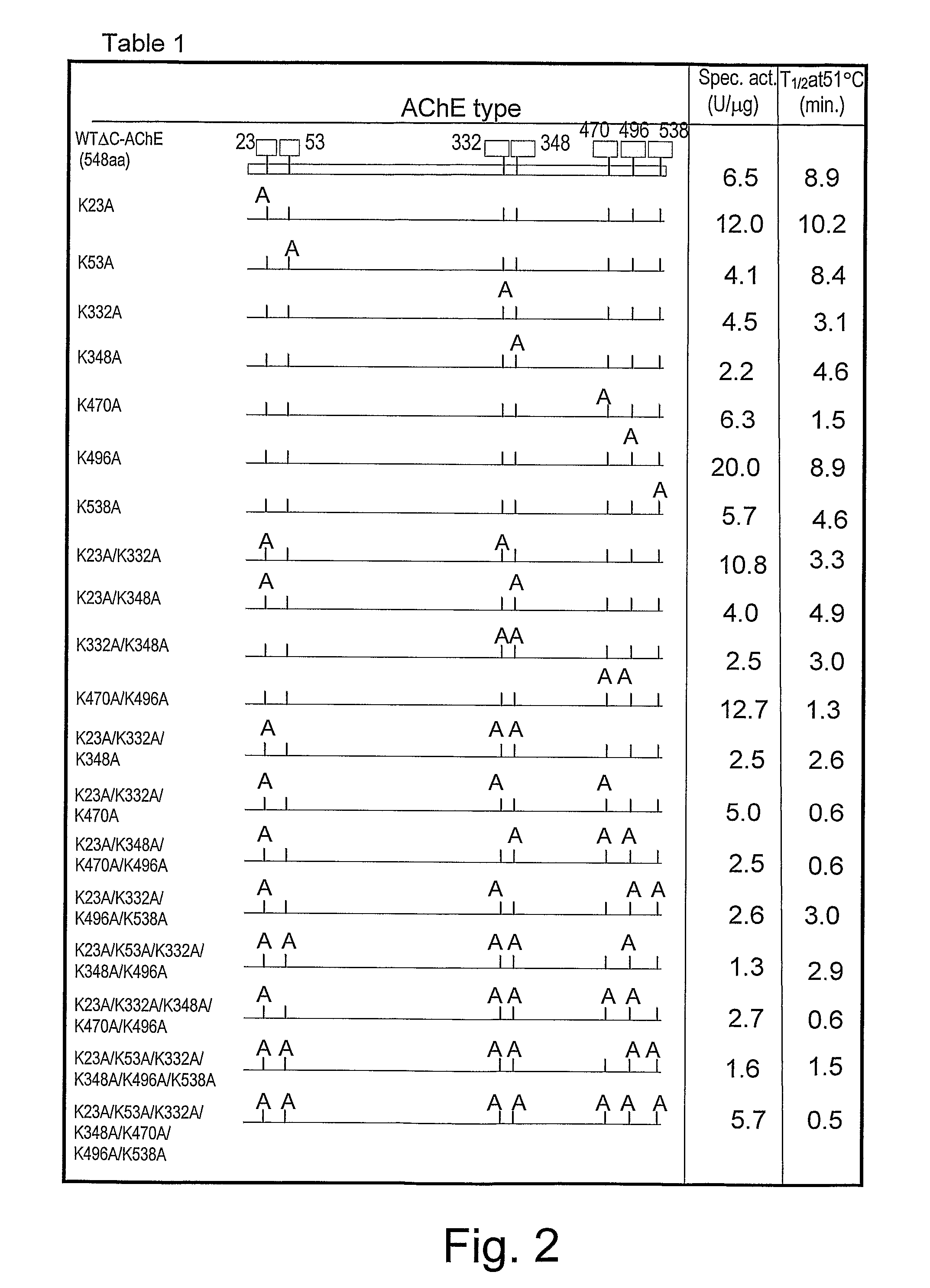 Uniformly Conjugated Serine Hydrolases