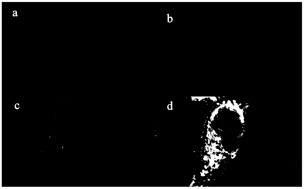 Near infrared fluorescent dye THX-Ba for mitochondrial localization and preparation method and application thereof