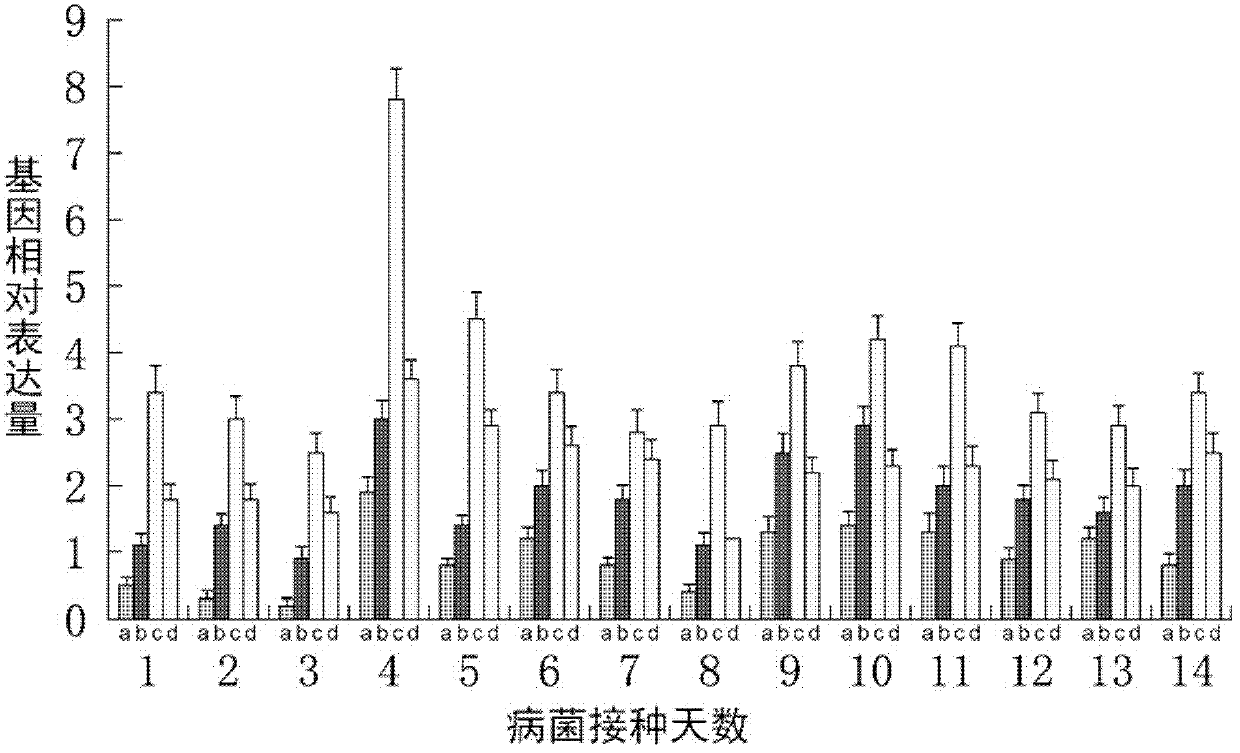 Primer for detecting pytophthora capsici developed on basis of plygalacturonase Pcipg8 gene and method therefor