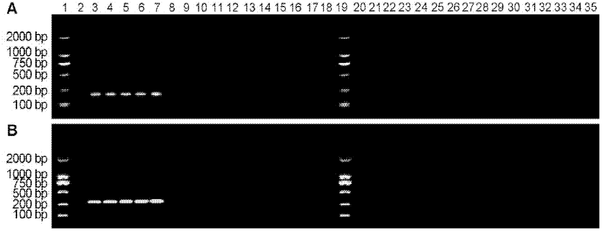 Primer for detecting pytophthora capsici developed on basis of plygalacturonase Pcipg8 gene and method therefor