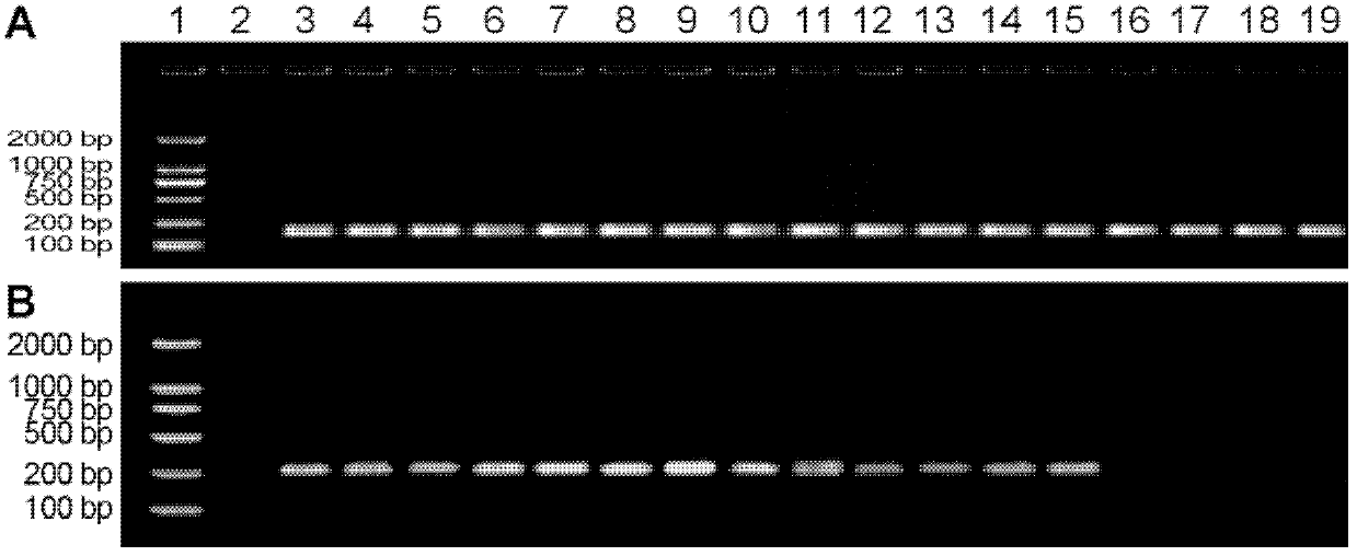 Primer for detecting pytophthora capsici developed on basis of plygalacturonase Pcipg8 gene and method therefor