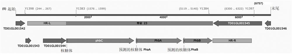 A community of microbial gene expression destiny and its construction method and application