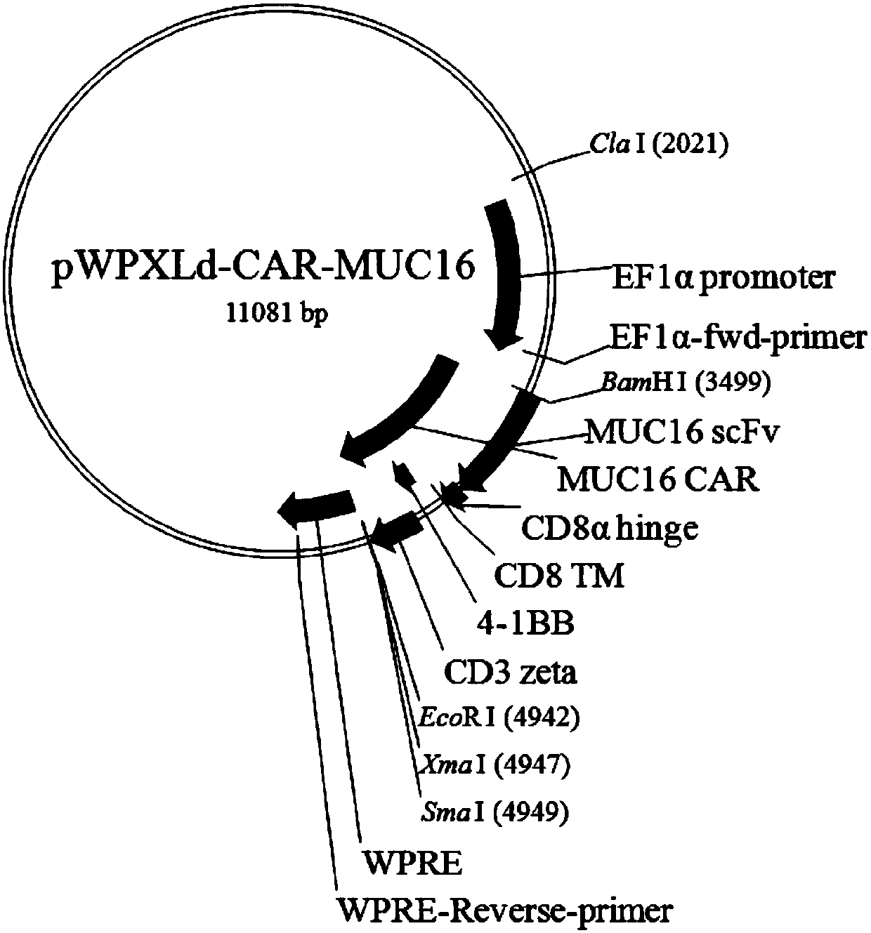 MUC16-targeting single-strand antibody, and MUC16-targeting chimeric antigen receptor T cell and preparation method and application thereof