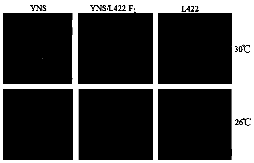 Molecular marker of low-temperature-sensitive genic male sterile gene and application thereof