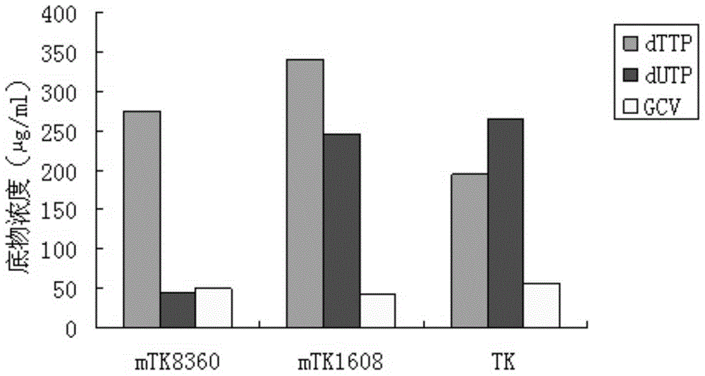 A herpes simplex virus thymidine kinase mutant and its preparation method and use