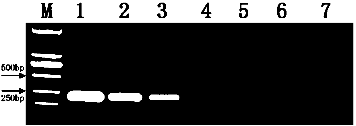 Duplex PCR (polymerase chain reaction) method for synchronously detecting Burkholderia gladioli pv.alliicola and Erwinia chrysanthemi as quarantine bacteria