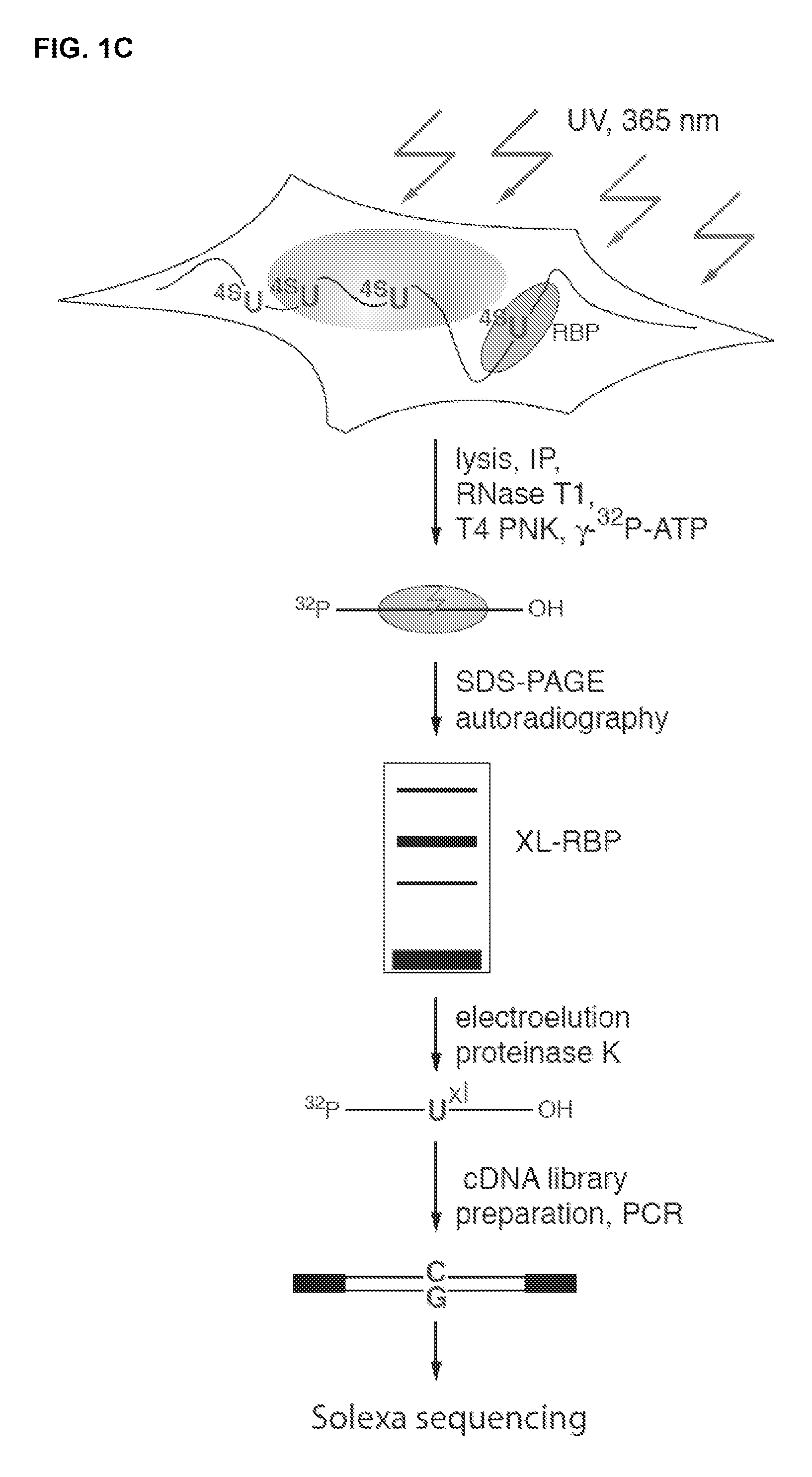 Methods for Identifying RNA Segments Bound by RNA-Binding Proteins or Ribonucleoprotein Complexes