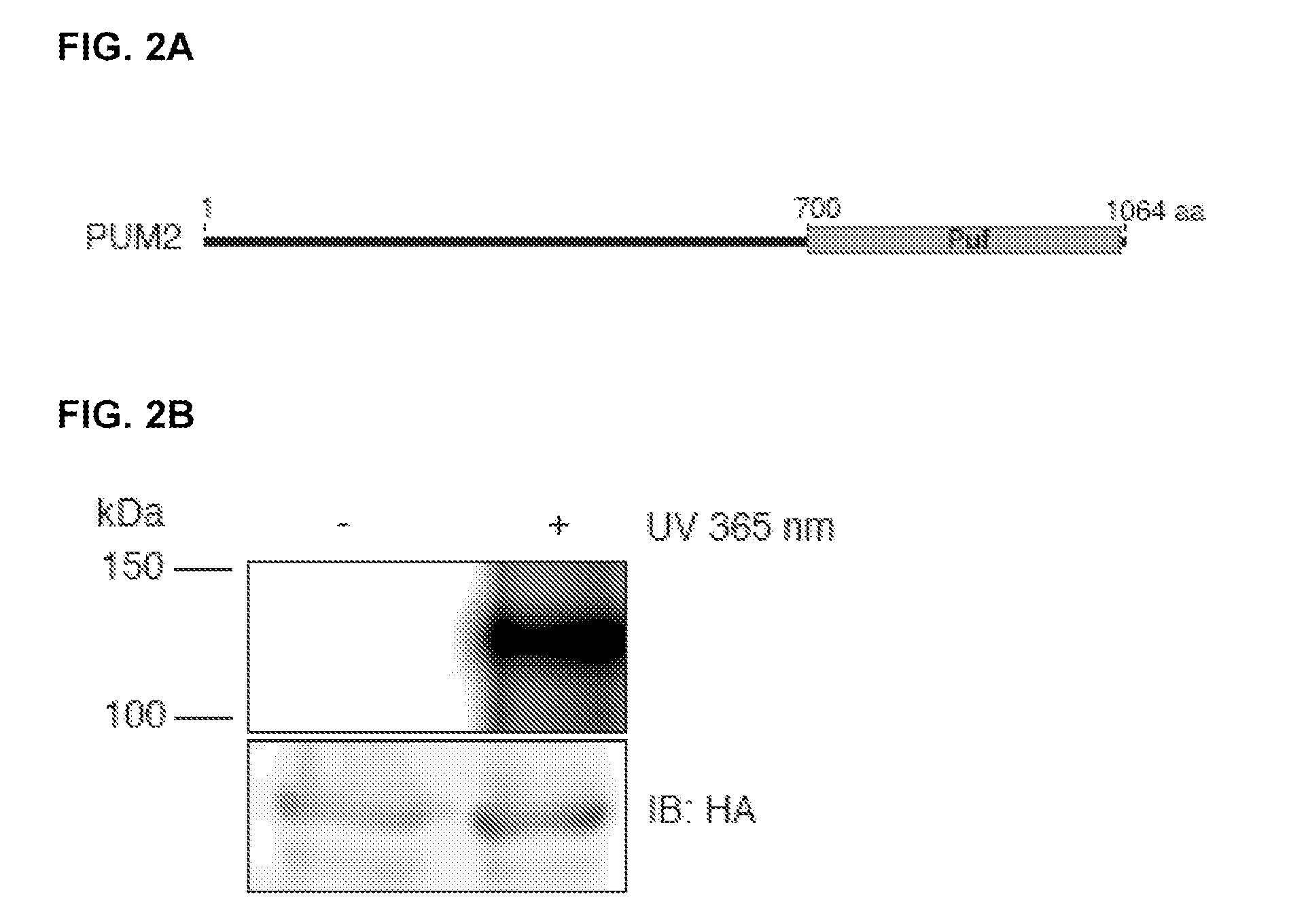 Methods for Identifying RNA Segments Bound by RNA-Binding Proteins or Ribonucleoprotein Complexes