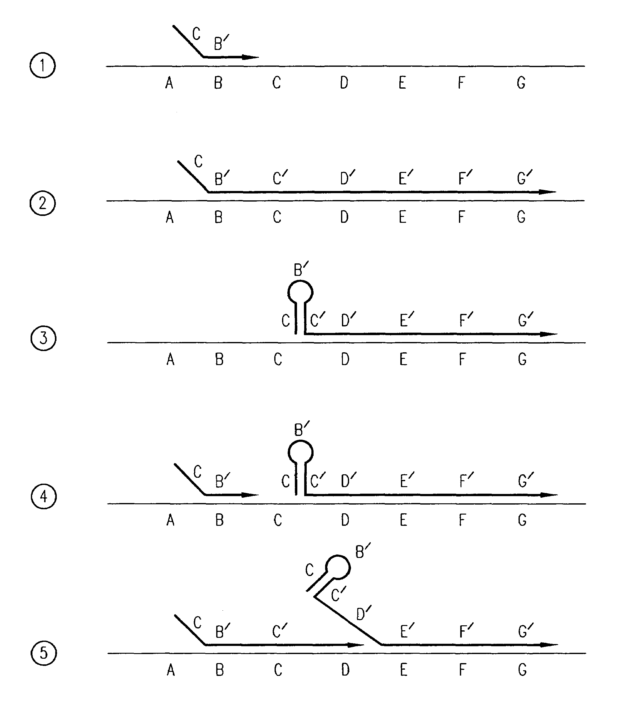 Processes for non-linearly amplifying nucleic acids